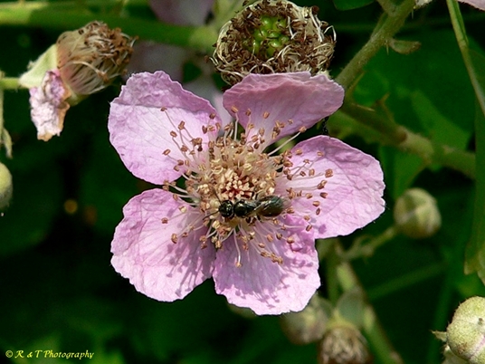 {Rubus bifrons}